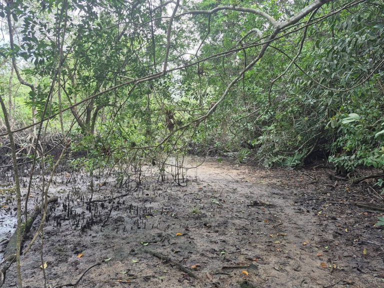 Corpos encontrados na Ilha dos Valadares foram identificados