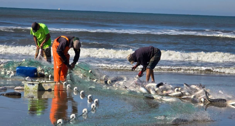 FARTURA NO LITORAL: Safra histórica da tainha garante 25 toneladas de peixe em 48 horas em Pontal do Paraná